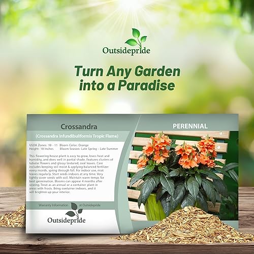 Miniatura 4 de Outsidepride Crossandra Tropic Flame Garden - Planta contenedor de flores y follaje - 30 semillas
