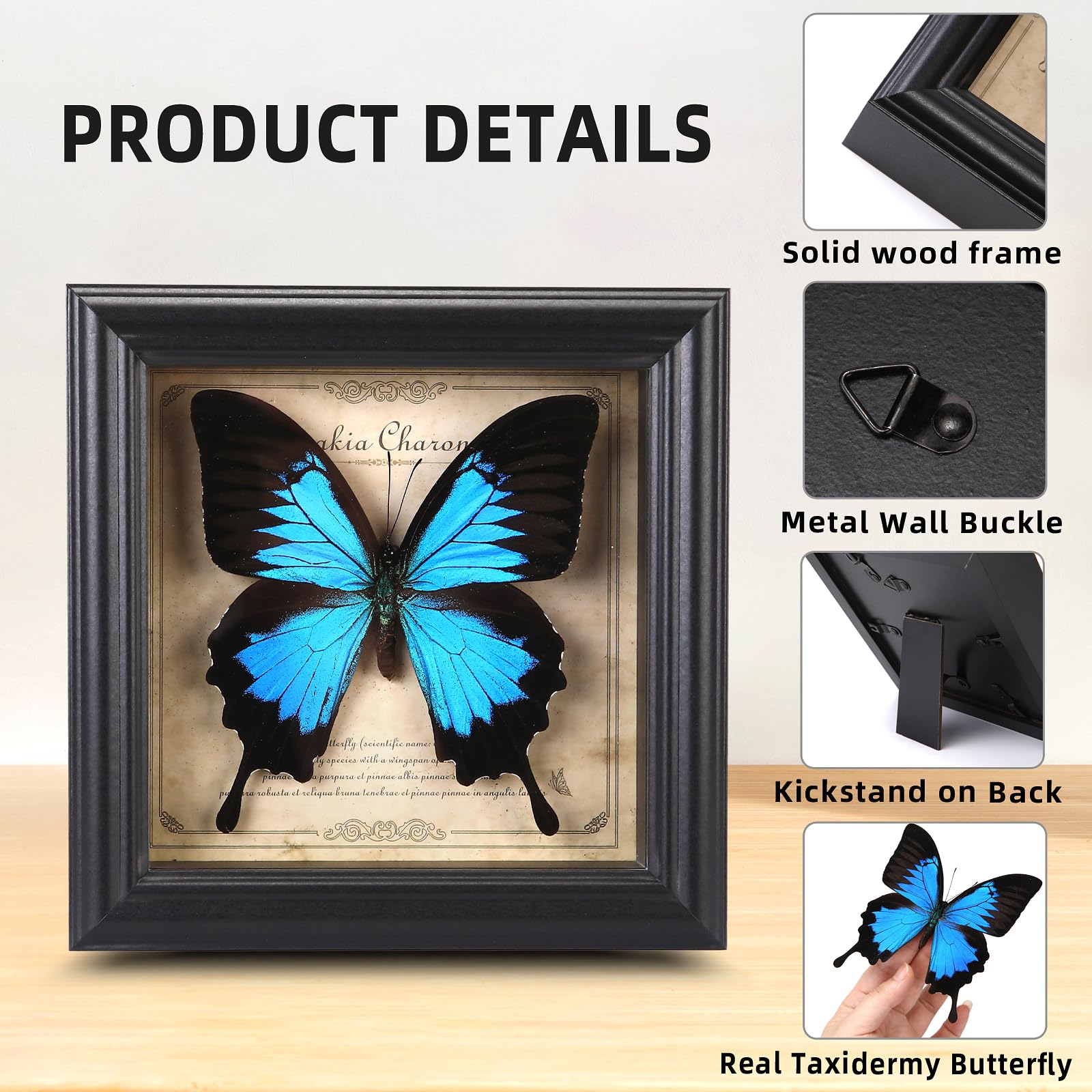 Marco de fotos de espécimen de mariposa, caja de sombra de mariposa real (mariposa de golondrina celestial)