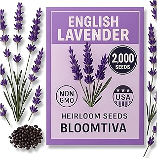 Premium English Lavender Seeds – 2,000 Non-GMO, USA-Grown Herb Seeds for Indoor & Outdoor Planting – High Germination Wildflower (Lavandula angustifolia)
