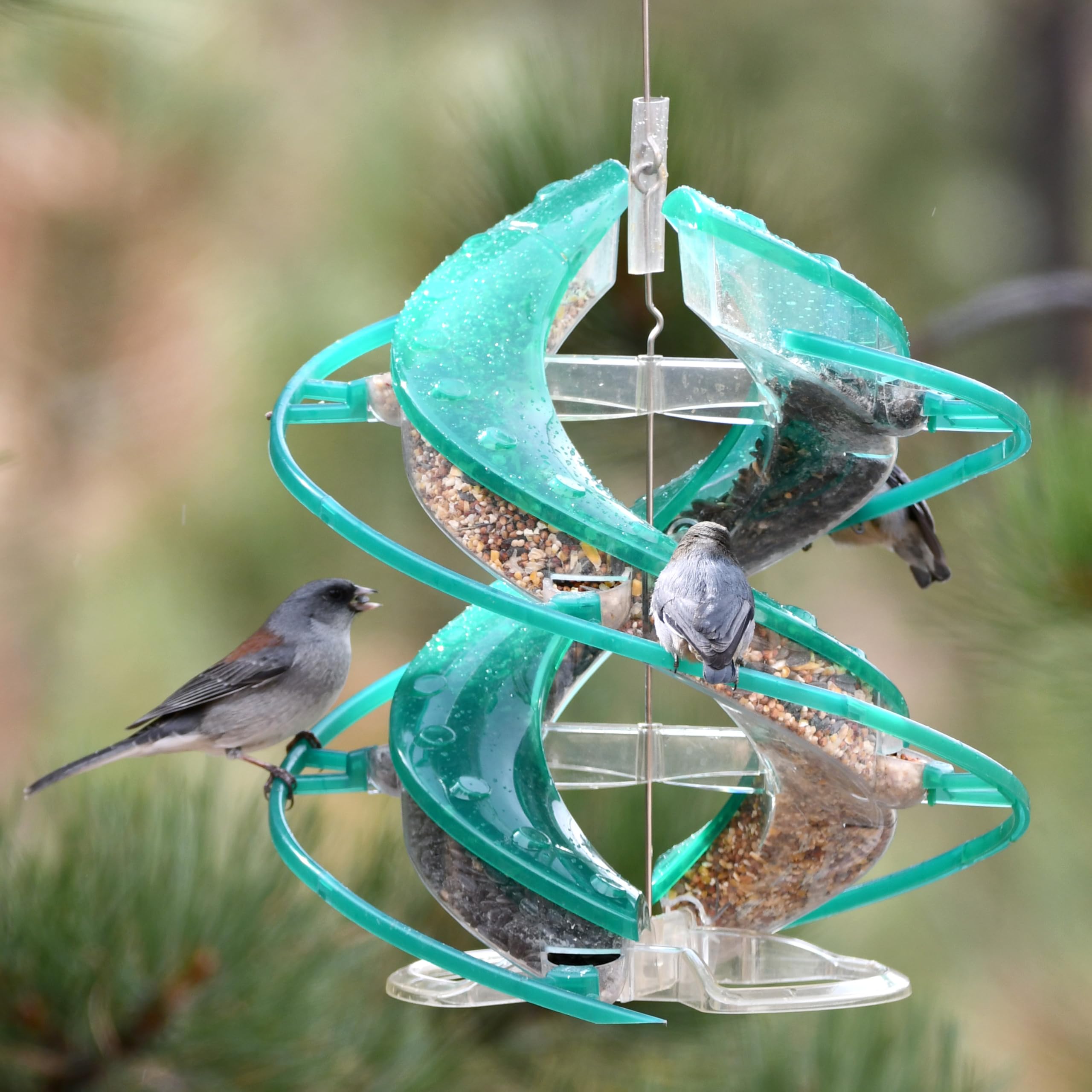 Amazon.com: Cascade® DNA™ Songbird Seed Feeder, Allows 2 Types of