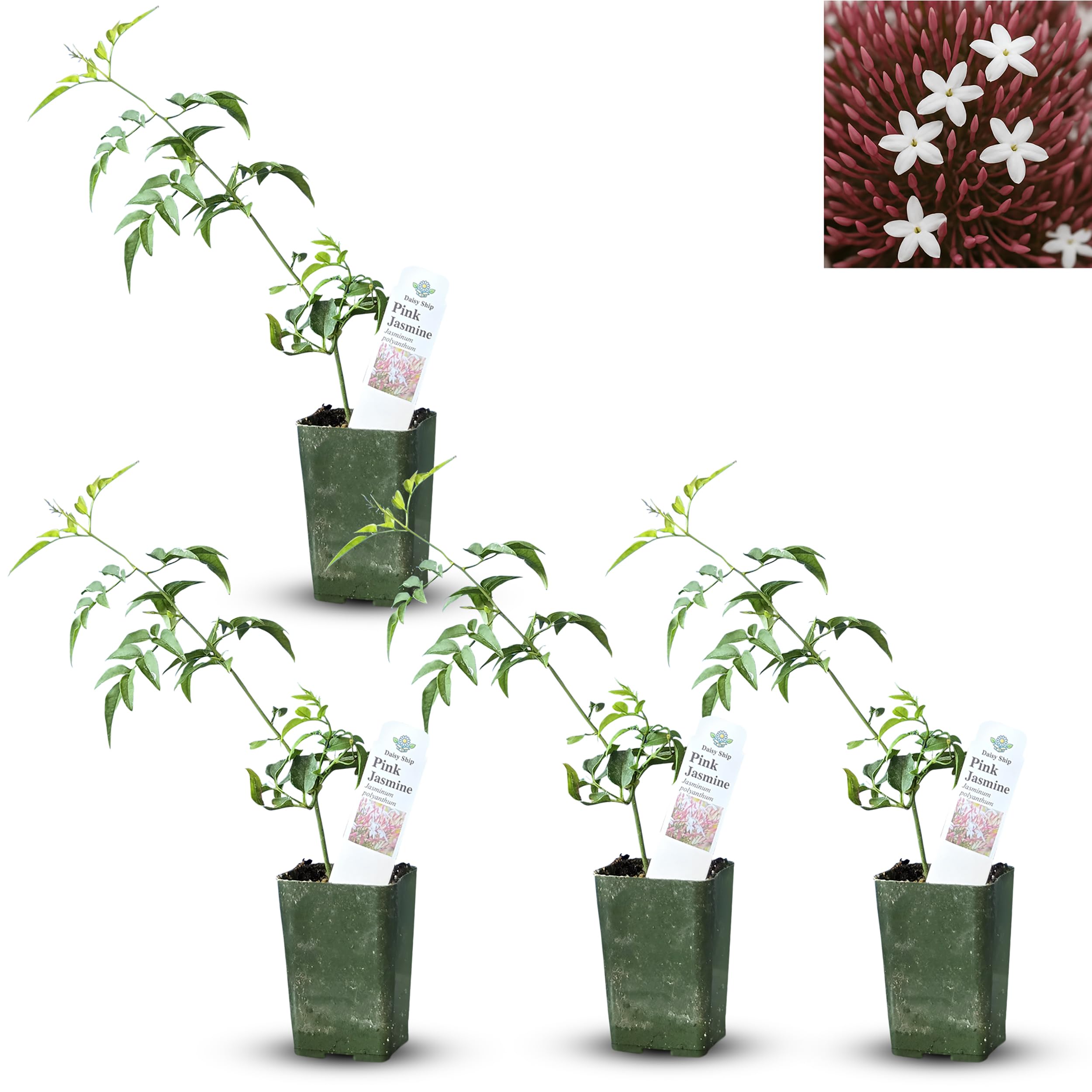 Pink Jasmine Vine