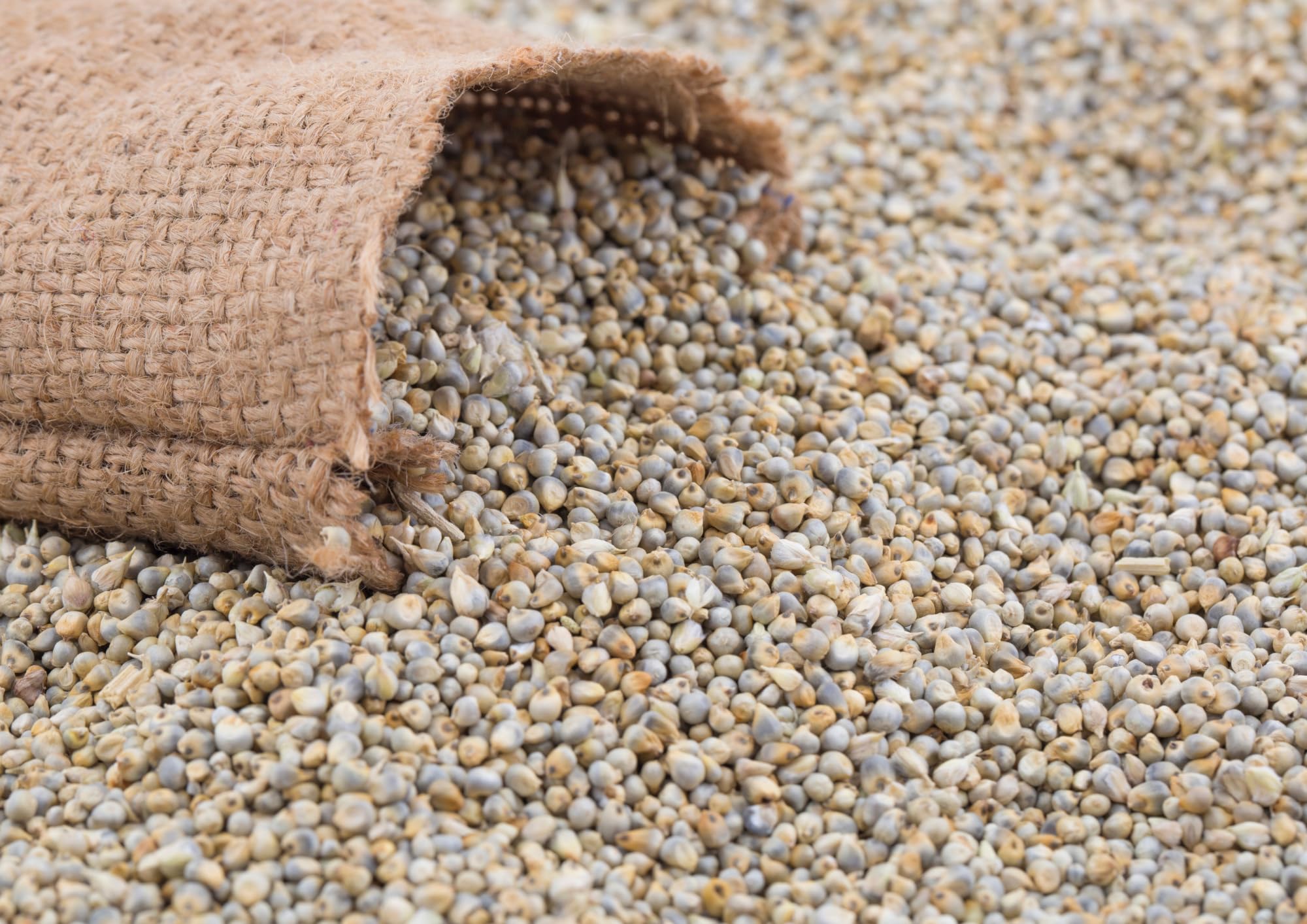 Wings Pearl Millet (Bajra) Seeds Bird Food | 1.6 kg for Doves, Sparrows, Canaries, Pigeons, Finches, Waxbills, Budgies, Lovebirds, Cockatiels (B09C93L5WZ) Amazon Price History, Amazon Price Tracker