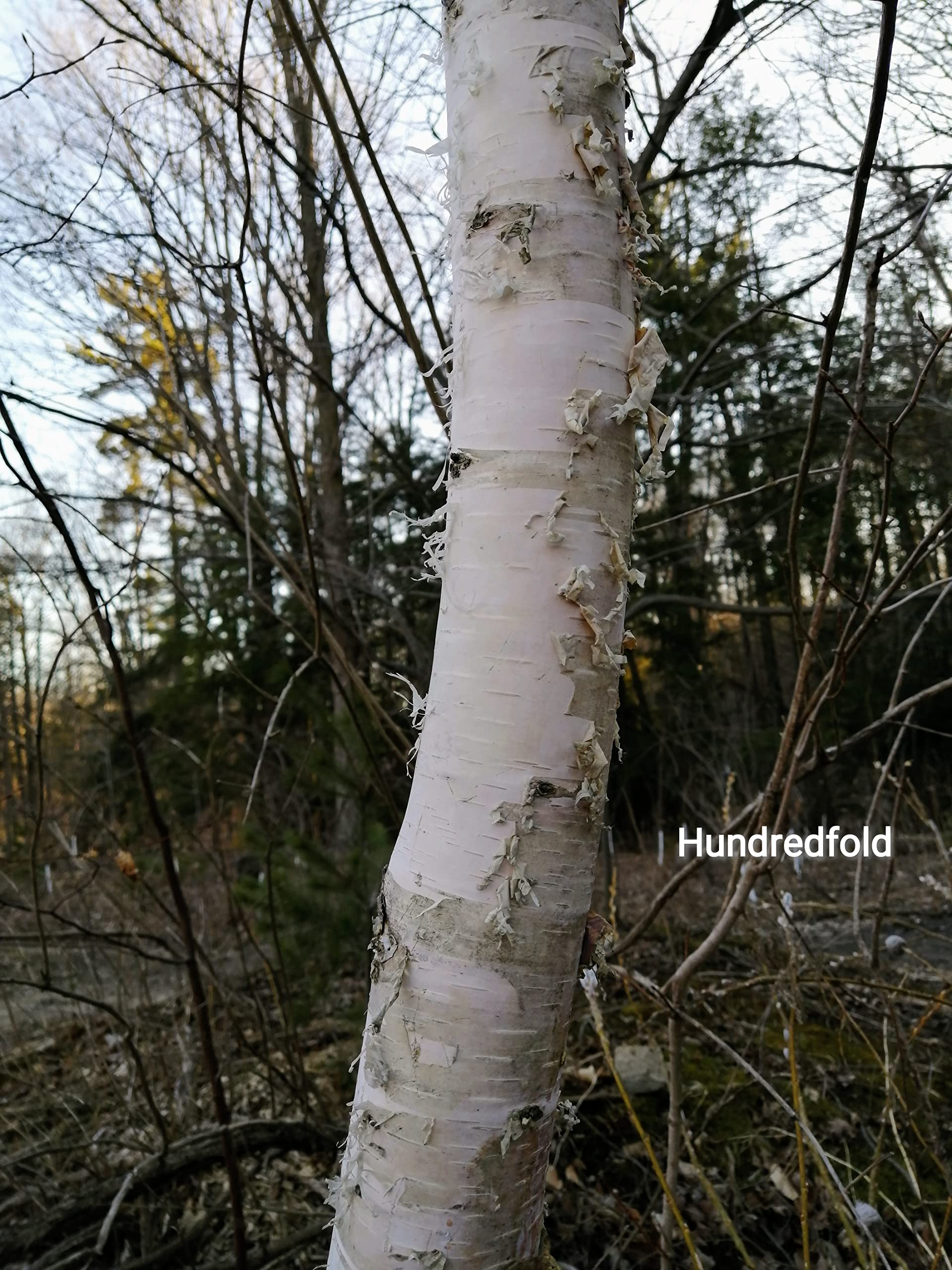 Bouleau Verruqueux (Betula Verrucosa) – Pépinière Plume