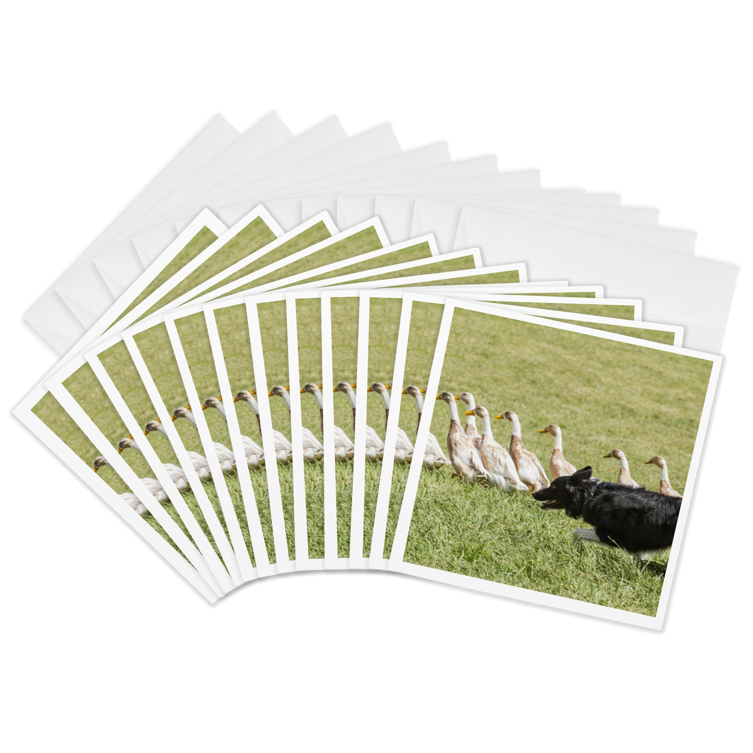 3dRose gc_143158_2 6 x 6-Inch "Purebred Border Collie Dog Herding Ducks - Us06 Pwo0000 - Piperanne Worcester" Greeting Card (Set of 12)