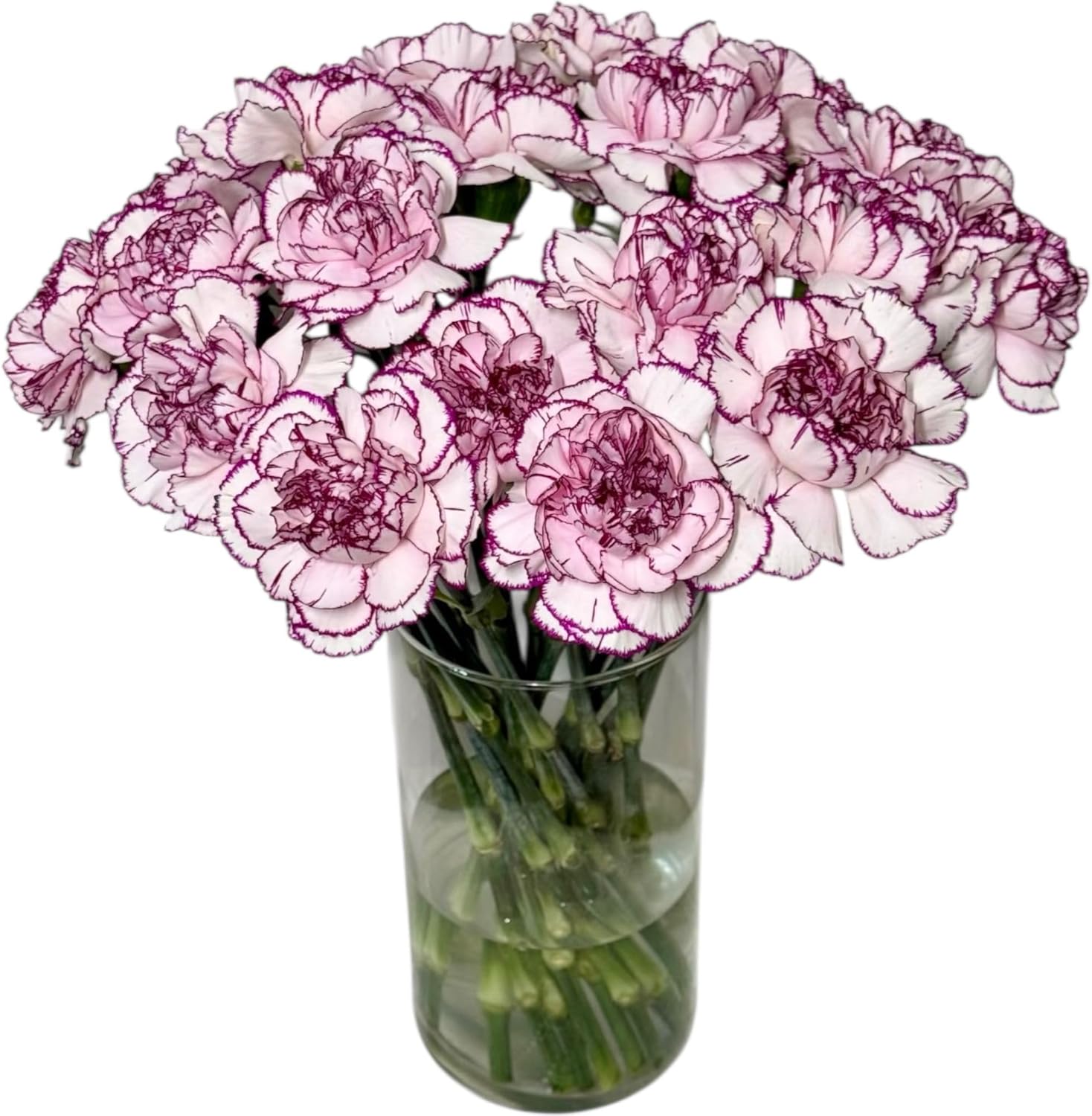 Fresh Cut Flowers Purple wave Carnations 38 Stems Hydroponic Flower Arrangement Gifts for home decoration birthdays anniversaries healing, sympathy friendship and love