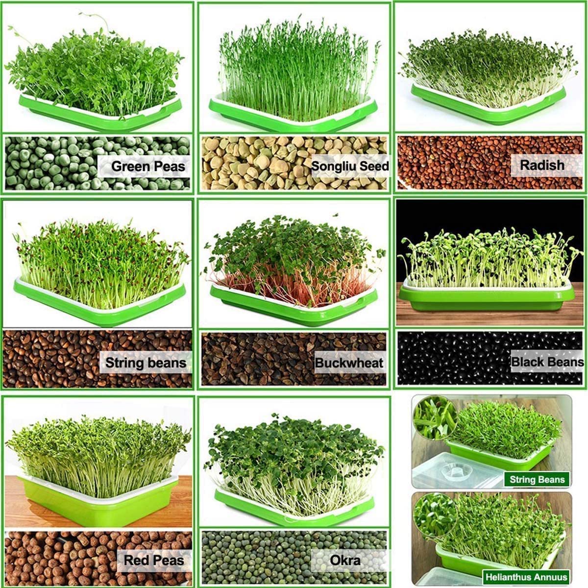 6 Pièces Plateau de Germination,Germoir avec Couvercle,Bac à Semis, Plateau Semis, Plateau de Propagateur de Graines,pour la Plantation Germes Soja et Germes Haricot Mungo
