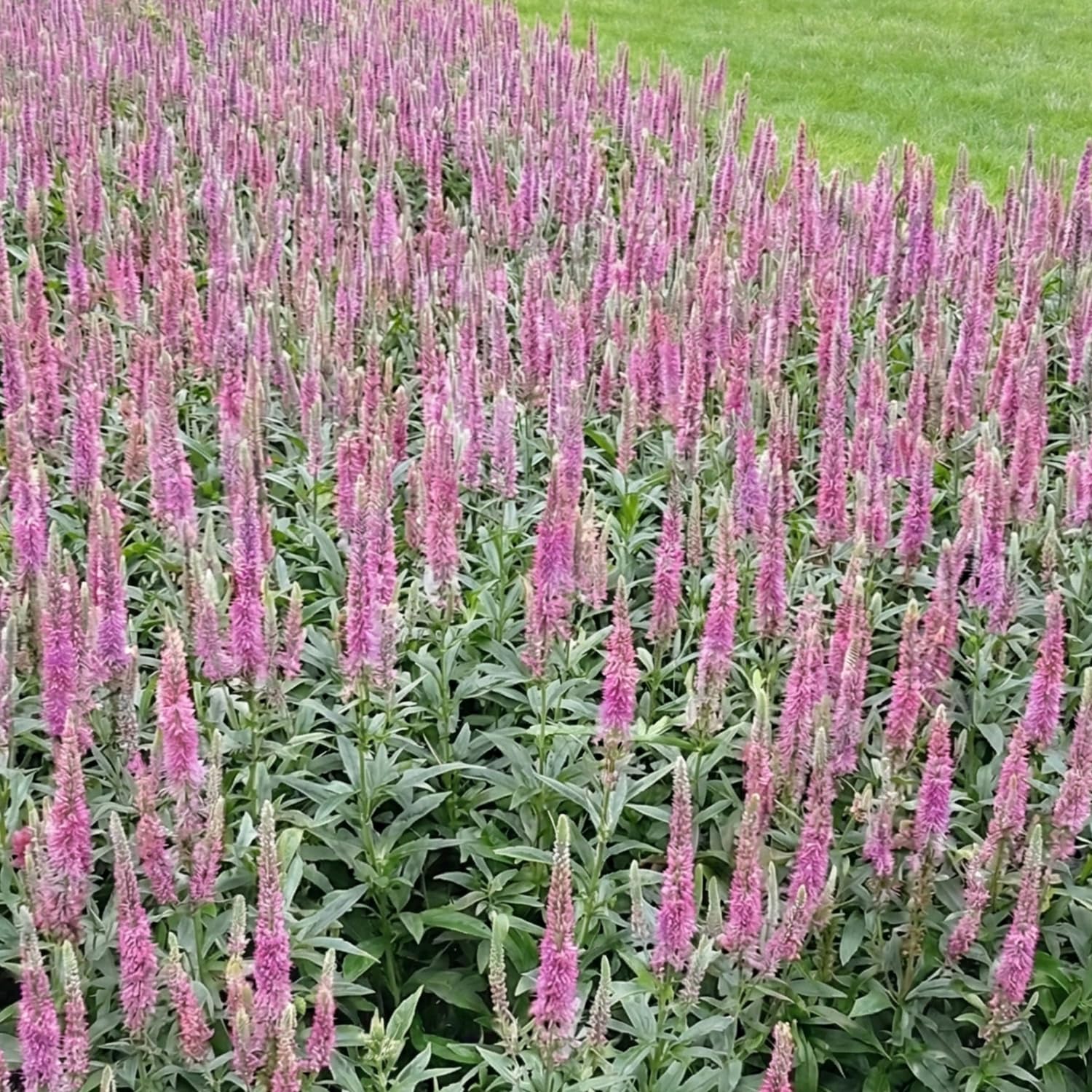 Garten-Schlüter® Kandelaber-Ehrenpreis 'Fascination' 0,5 Liter Topf - Veronica longifolia - aufrechte Blütenkerzen - violettblaue Blüten - sommerblühende Staude