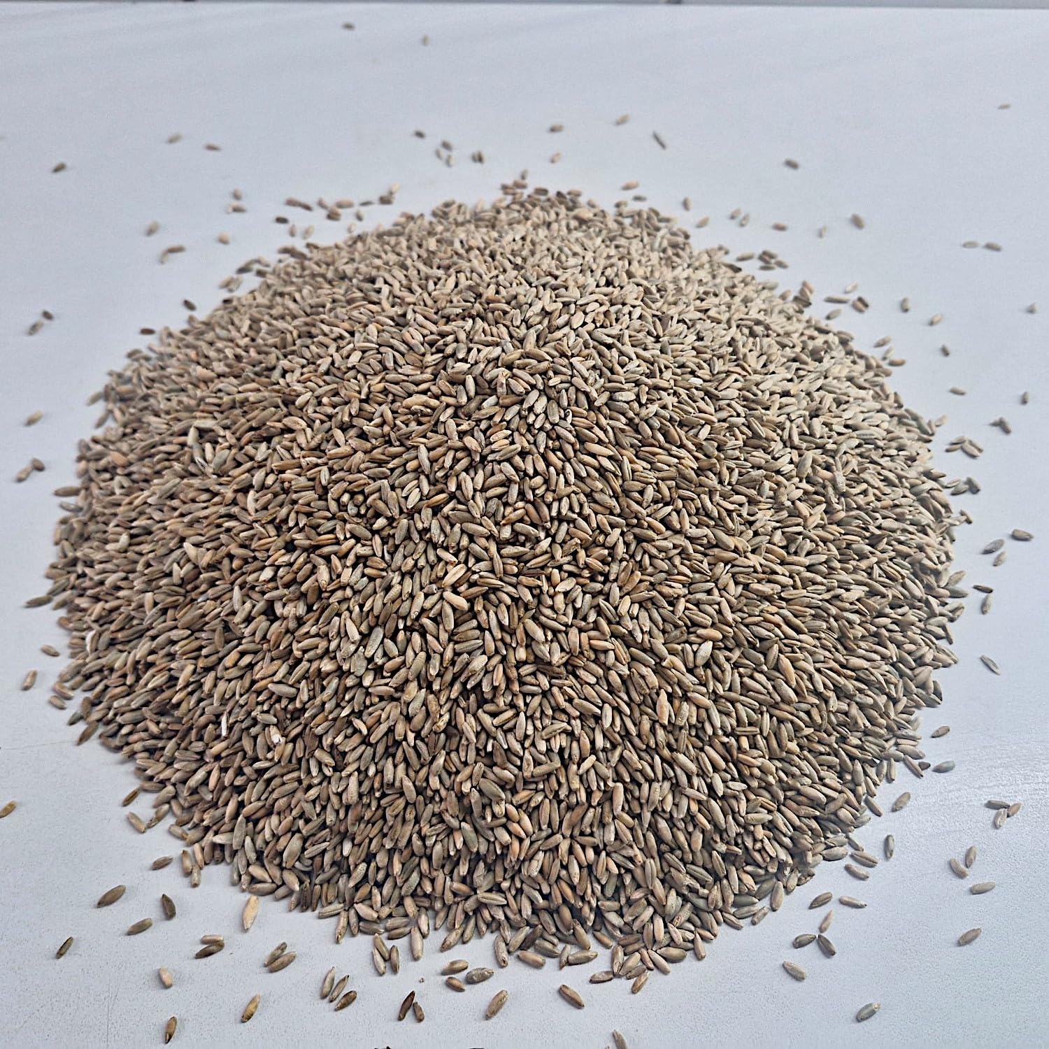 Roggenkörner vom Sibirischen Waldstaudenroggen 5kg | Ur-Waldstaude ganzes Korn gereinigt, frisch aus der Rätze- Mühle in bester Qualität Roggenkerne (5 kg)