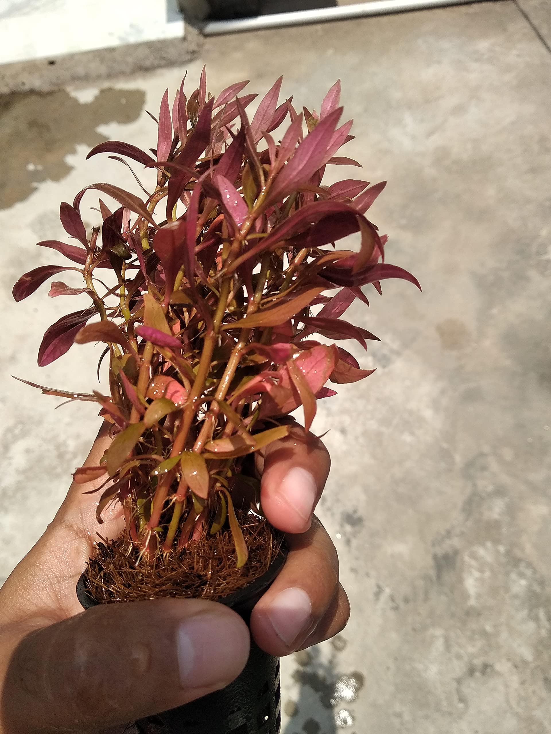Alternanthera reineckii mini Aquarium Plant Pot (B0BKLT95TQ) Amazon Price History, Amazon Price Tracker