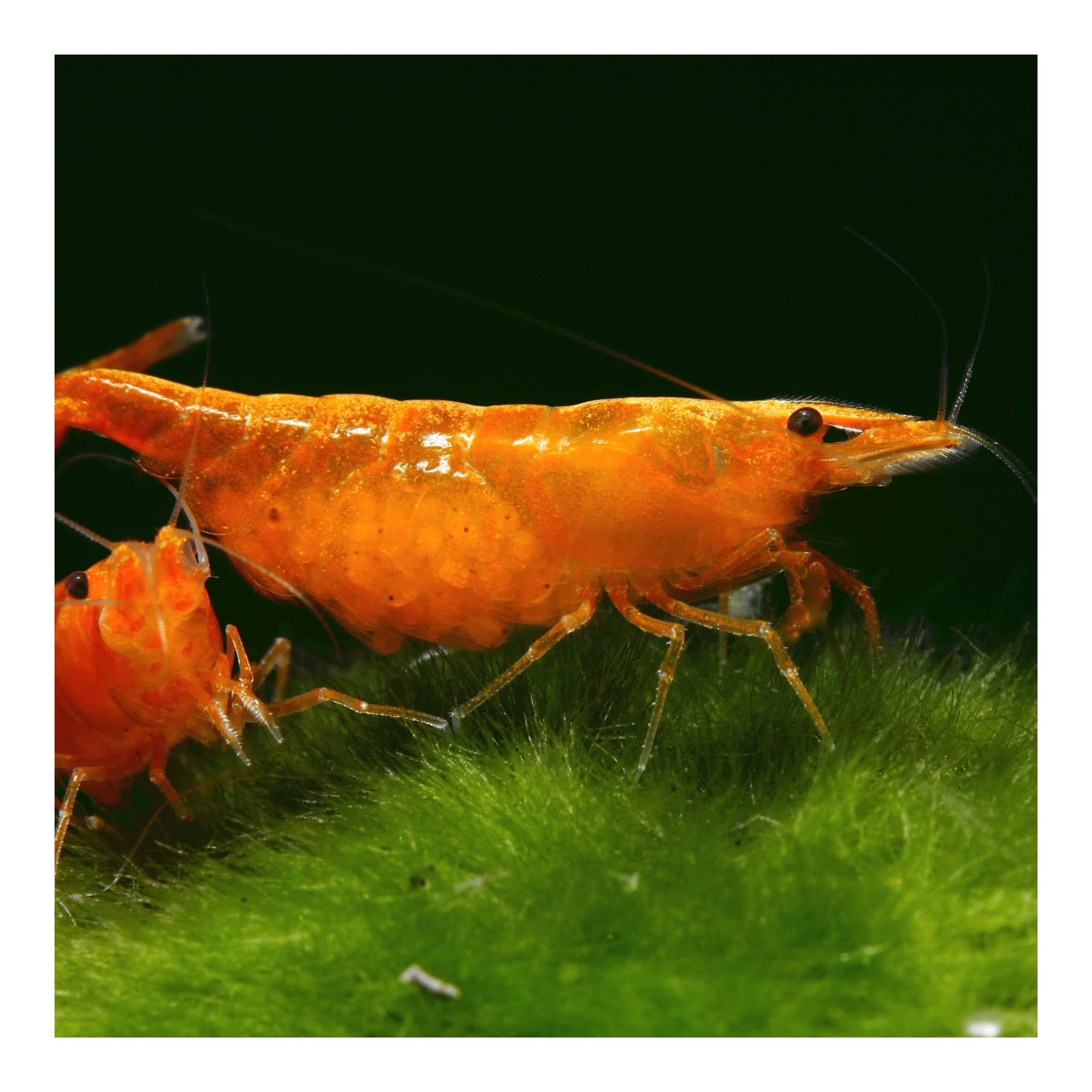 10 x Orange Sakura Zwerggarnele, Neocaridina davidi, Orange Sunkist Garnele, für Einsteiger, leicht zu pflegen und zu züchten