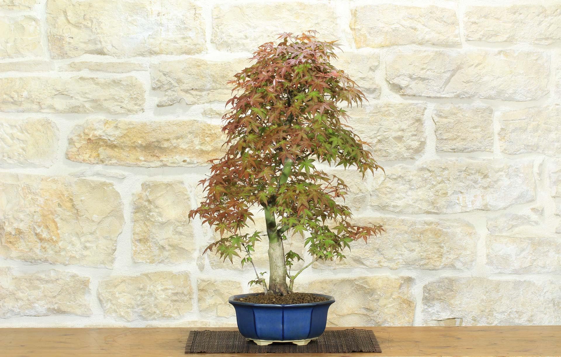 Bonsaï d'érable palmé Deshojo (74)