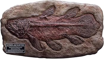 チ*ス様 シーラカンス　プロト Amazon | スターエーストイズ ワンダーズ オブ ザ ワイルド