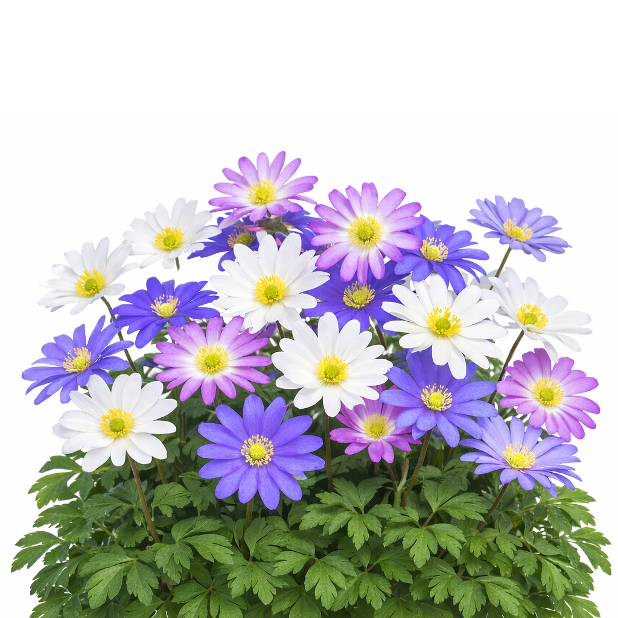 Easy to Grow Anemone Blanda Flutter Mix 60 Bulbs
