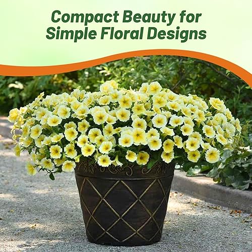 Miniatura 6 de Outsidepride Yellow Petunia Grandiflora Seeds - 250 unidades. Semillas de flores anuales, compactas y versátiles para plantar flores vibrantes de