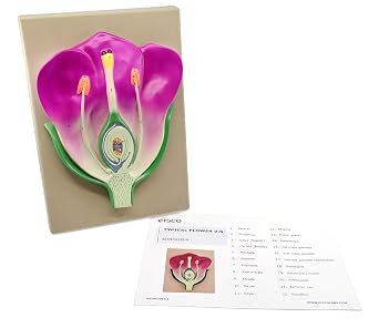 EISCO Typical Flower Model, Three Dimensional, Vertical Section with Hand Painted Details - Mounted on Base, 14 x 9