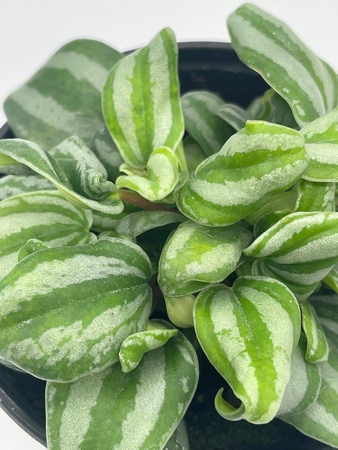 BubbleBlooms Peperomia Mini Watermelon, 4 inch verschaffeltii