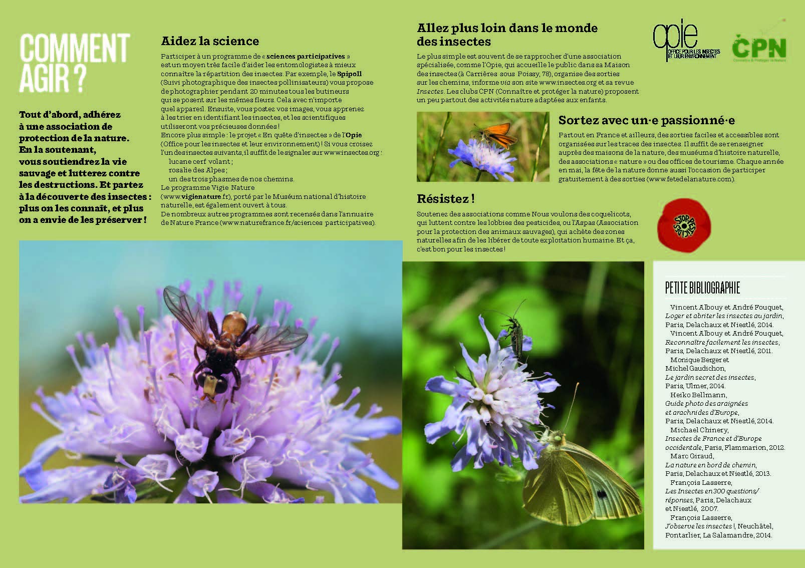 Les Insectes en bord de chemin