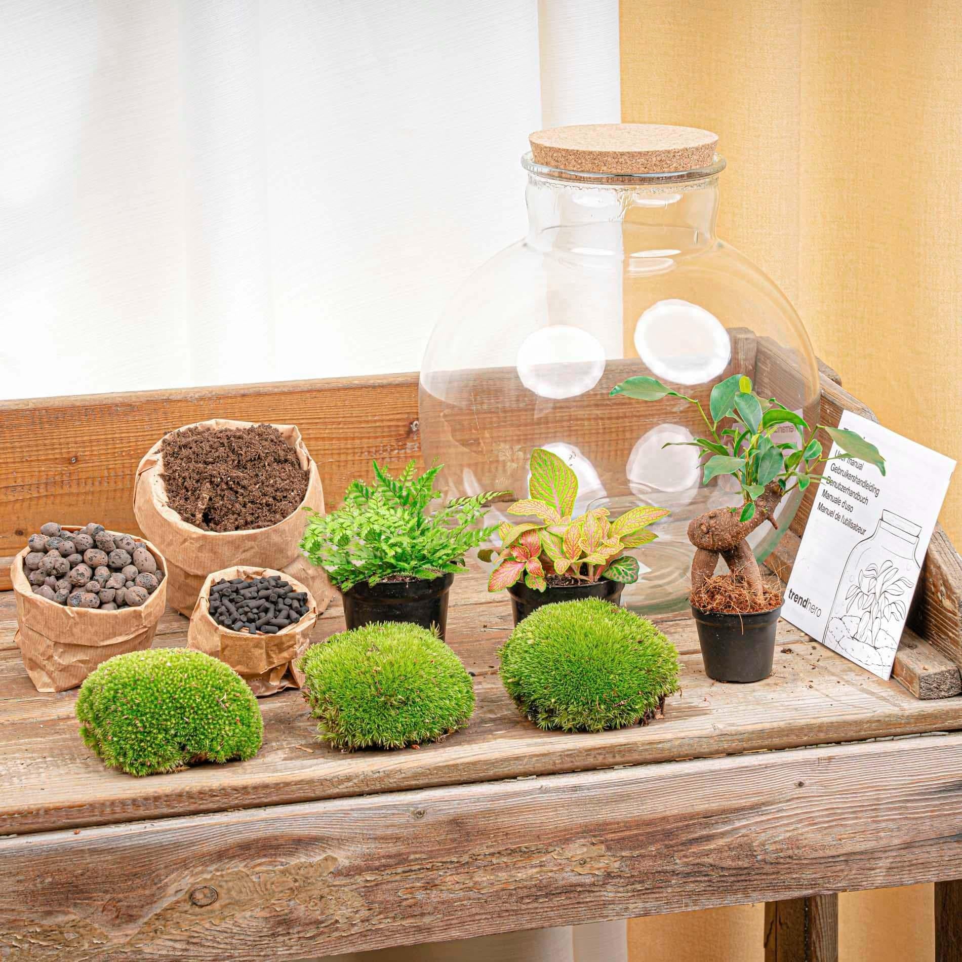 Terrario Bolder Bob Bonsai, kit fai da te + LED, mini giungla, per casa e ufficio, fai da te e sostenibile