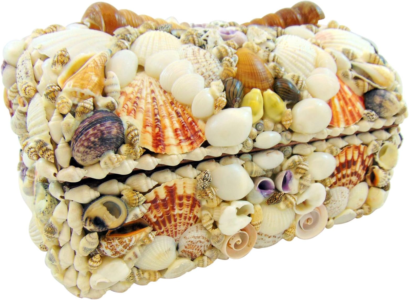 Real Natural Seashell Jewelry Trinket Box Nautical Sea Shell Beach Home Decoration Gift 10 Inches Long