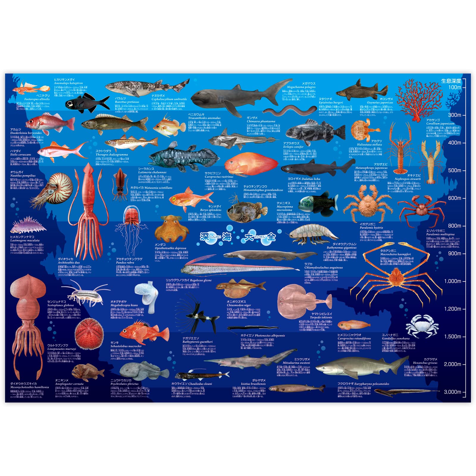 深海生物大事典 = THE ENCYCLOPEDIA OF DEEP-SEA … 深海生物大事典 : 佐藤 孝子: Amazon.sg: Books