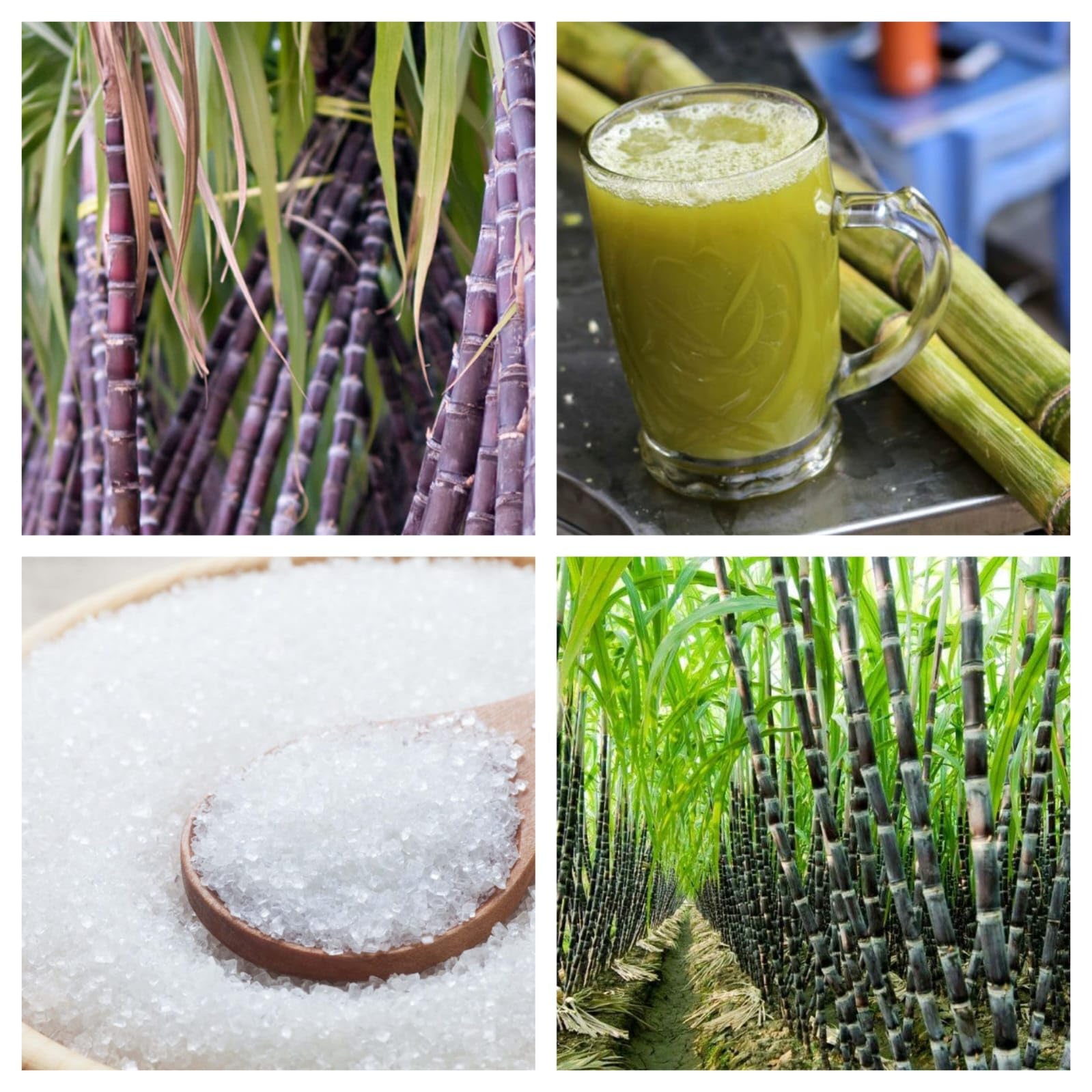 Philippine Sugarcane Healthy Fruit Plant For Gardening Hybrid Sugarcane Live Plant (Pack Of 1) (B0CSWX3RV8) Amazon Price History, Amazon Price Tracker