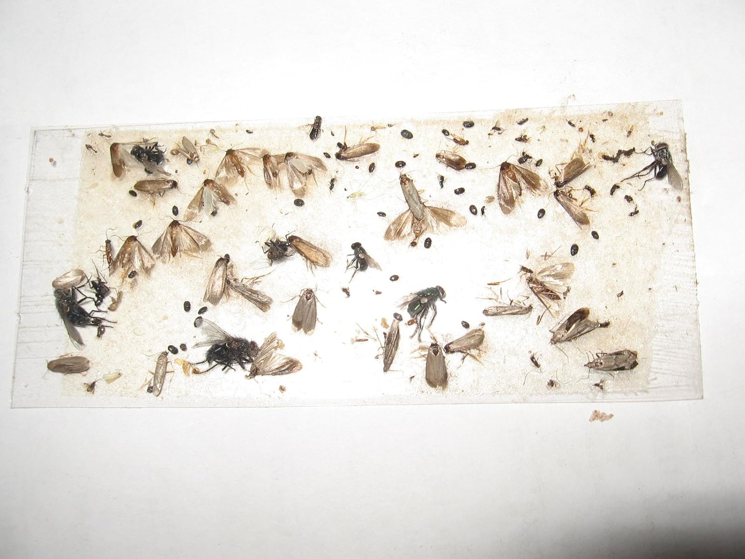 100 pk All Insect/Fly Traps/Sticky Strips Trap Flies, Bees, Wasps, Asian Beetles, etc.