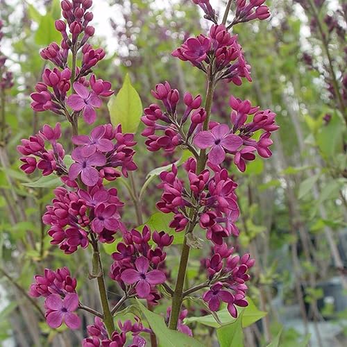 25 Declaración Lila Semillas Florecer Flores Perennes Semilla Fragante Flor Arbusto Arbusto