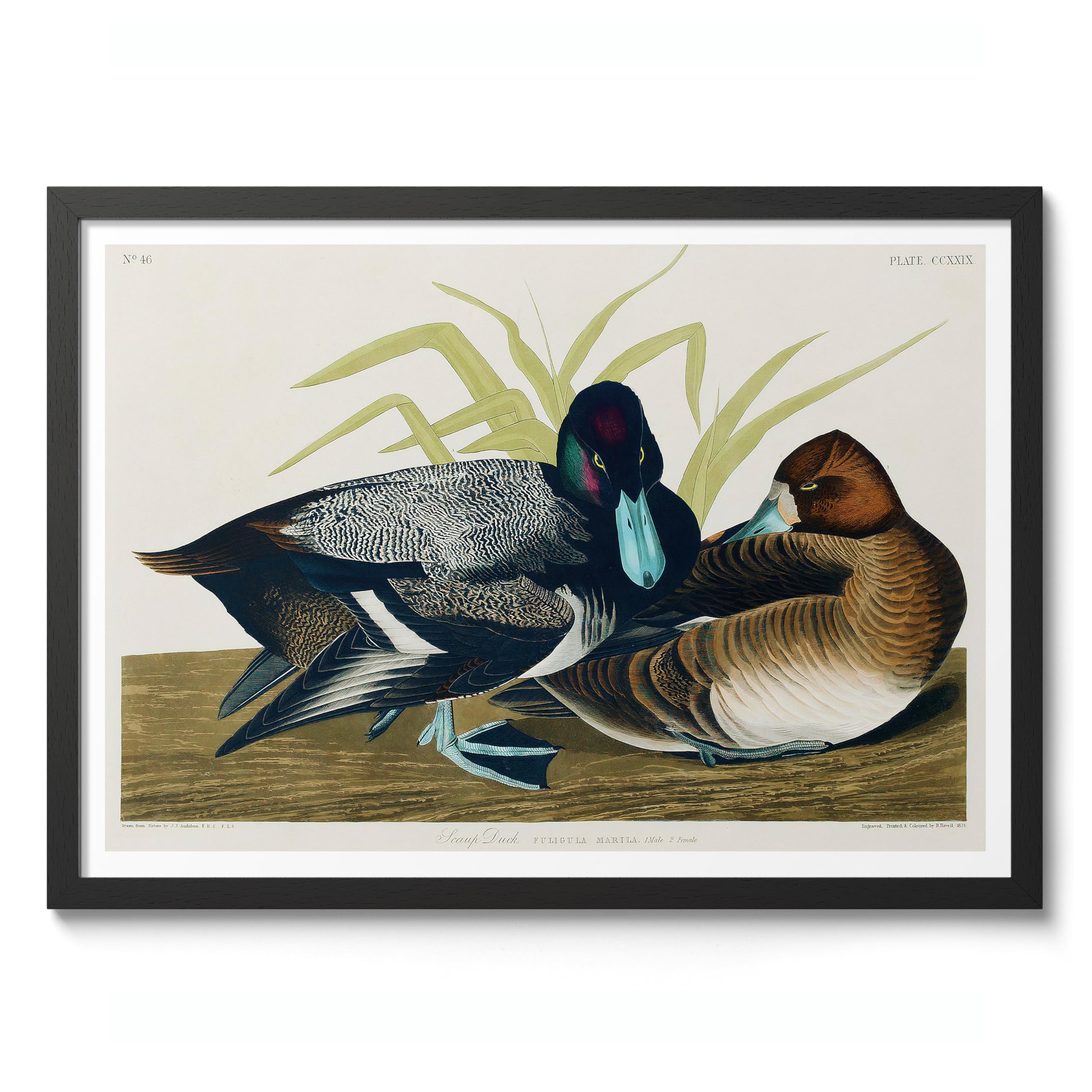 Scaup Ducks Poster John James Audubon Vintage Bird Illustration Antique Print Ornithology Art, Archival Matte, A5 (Black Frame) - 21x14.8cm