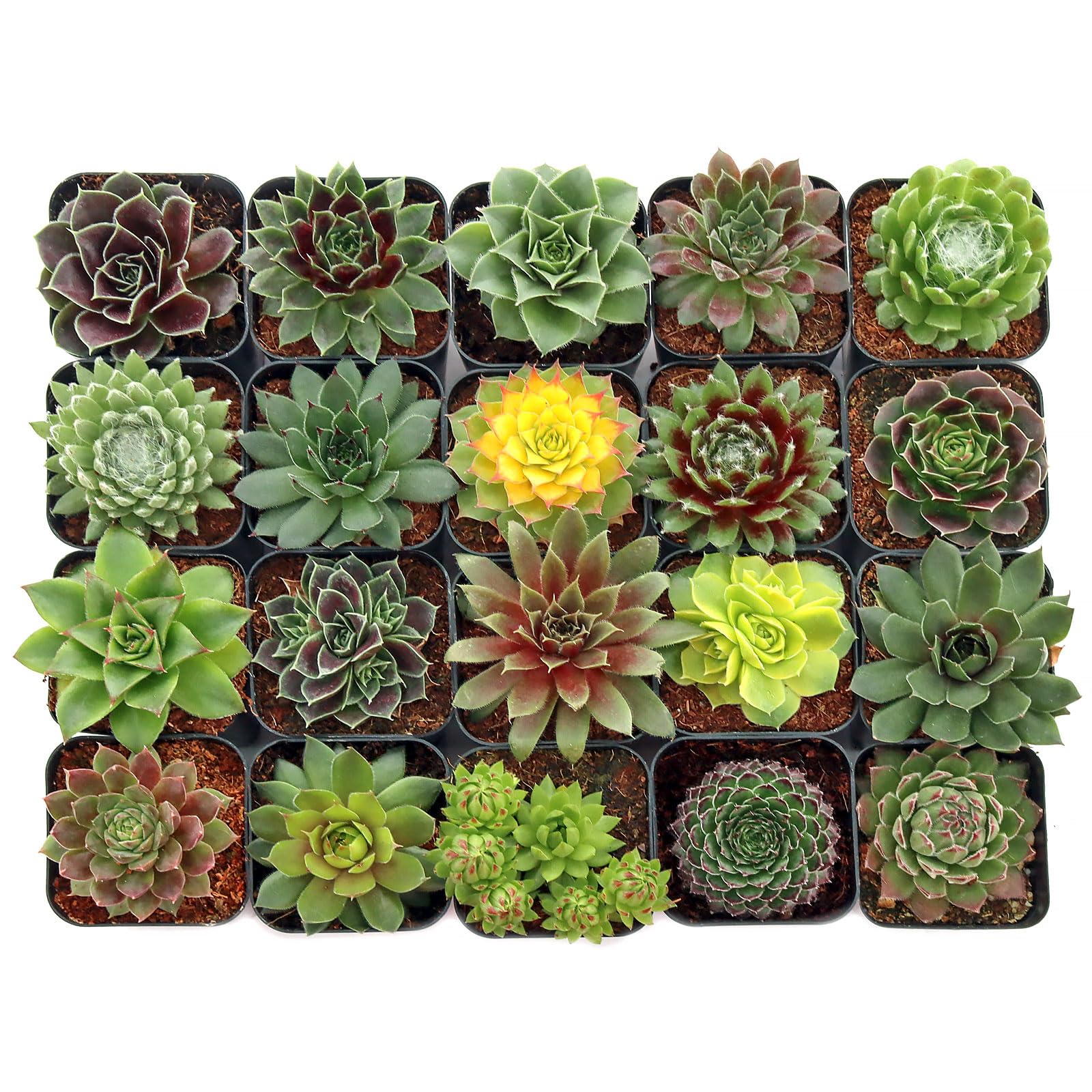 Mountain Crest Gardens Sempervivum Succulent Variety Pack