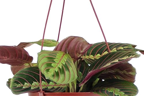 Miniatura 6 de Shop Succulents - Árbol de goma ficus borgoña vivo, purificador de aire, seleccionado a mano, planta de interior para el hogar en maceta de 6