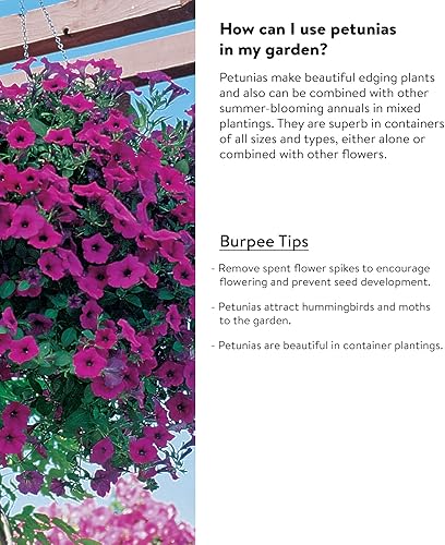 Miniatura 4 de Burpee Purple Wave Petunia Seeds 15 pelleted