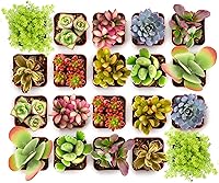 Shop Succulents Endless Summer Live Mini Succulents Pack of 20 - Low Maintenance Colorful Plants for Weddings, Gifts, Gardens & Terrariums