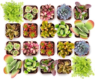 Shop Succulents Endless Summer Live Mini Succulents Pack of 20 - Low Maintenance Plants, Vibrant Colors & Textures for Weddings, Gifts, Gardens