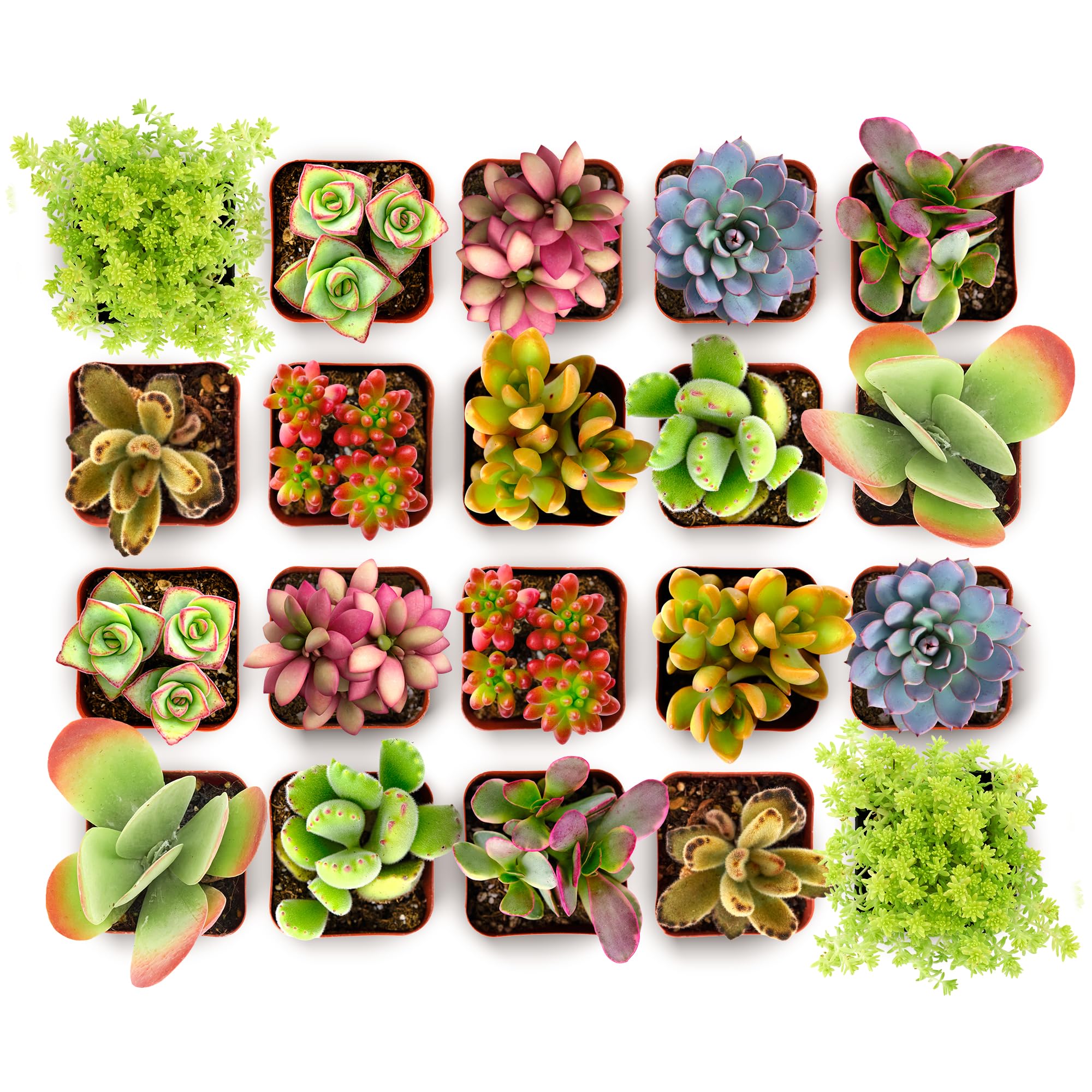Shop Succulents Endless Summer Pack