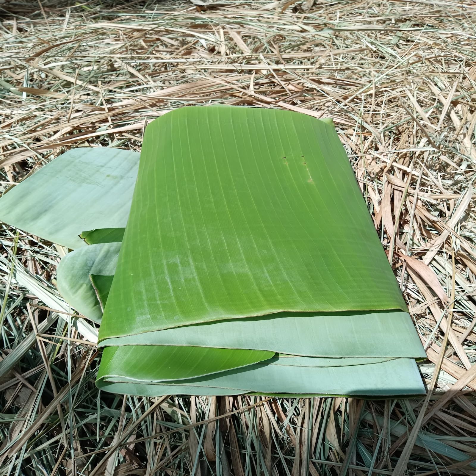Amazon.co.jp: バナナの葉【1000g】国産 沖縄県産 天然素材 食品包装や