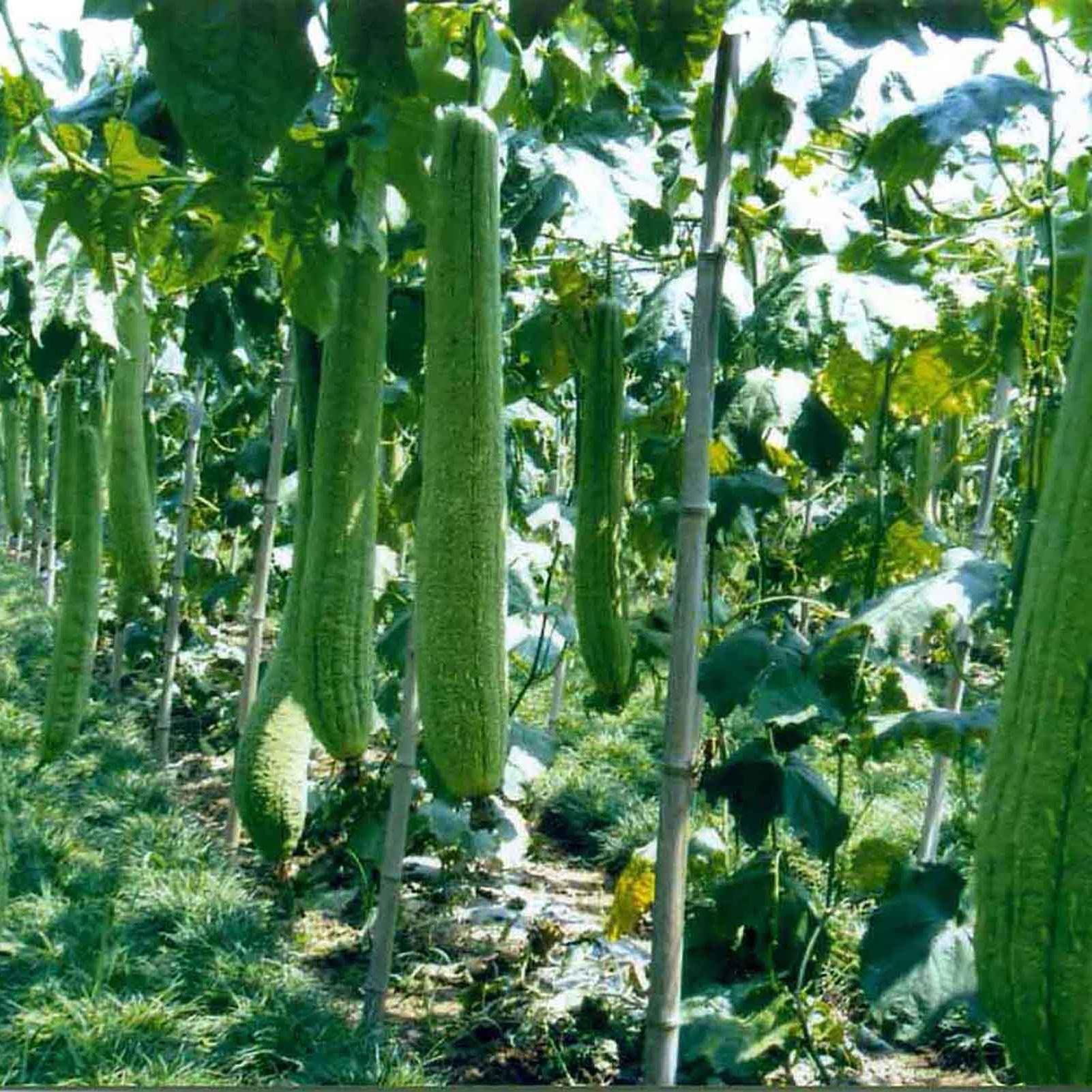 20Pcs Loofah Seeds High Germination Rate Vegetable Seeds Medium Watering Green Vegetable Seeds for Outdoor Garden Farm Planting Seeds