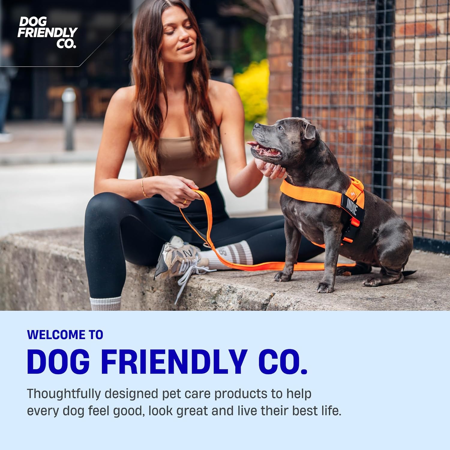 Dog Friendly Co. Dog Harness | Chafe Resistant Webbing, Adjustable Neck & Chest, and Heavy Duty D-Ring | Sturdy, Comfortable, Easy to Use | Sky Blue, Size L