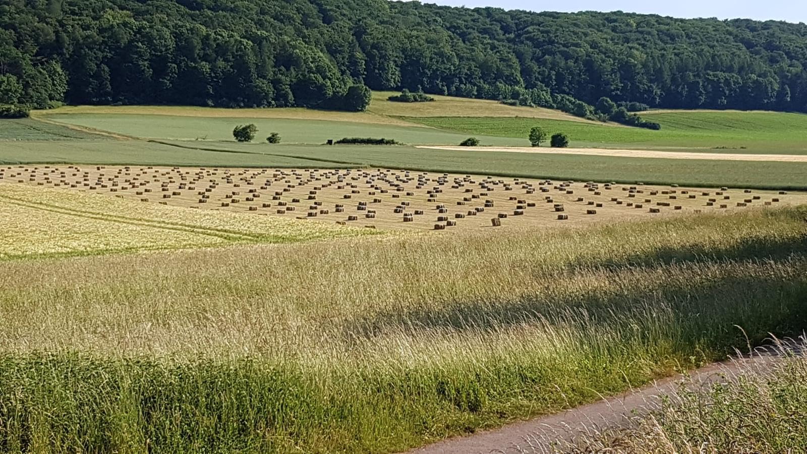Carton-Bon marché I Foin 10 kg Balles de Foin pour cochons d'Inde Paille