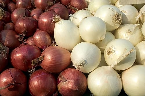 Miniatura 3 de Colección de semillas de cebolla  1000 semillas  4 variedades tradicionales sin OMG  Amarillo dulce español, blanco dulce español, criollo rojo,