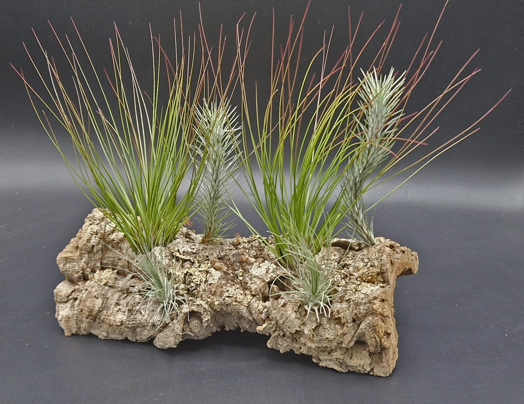 Ensemble insolite de 3 tillandsias