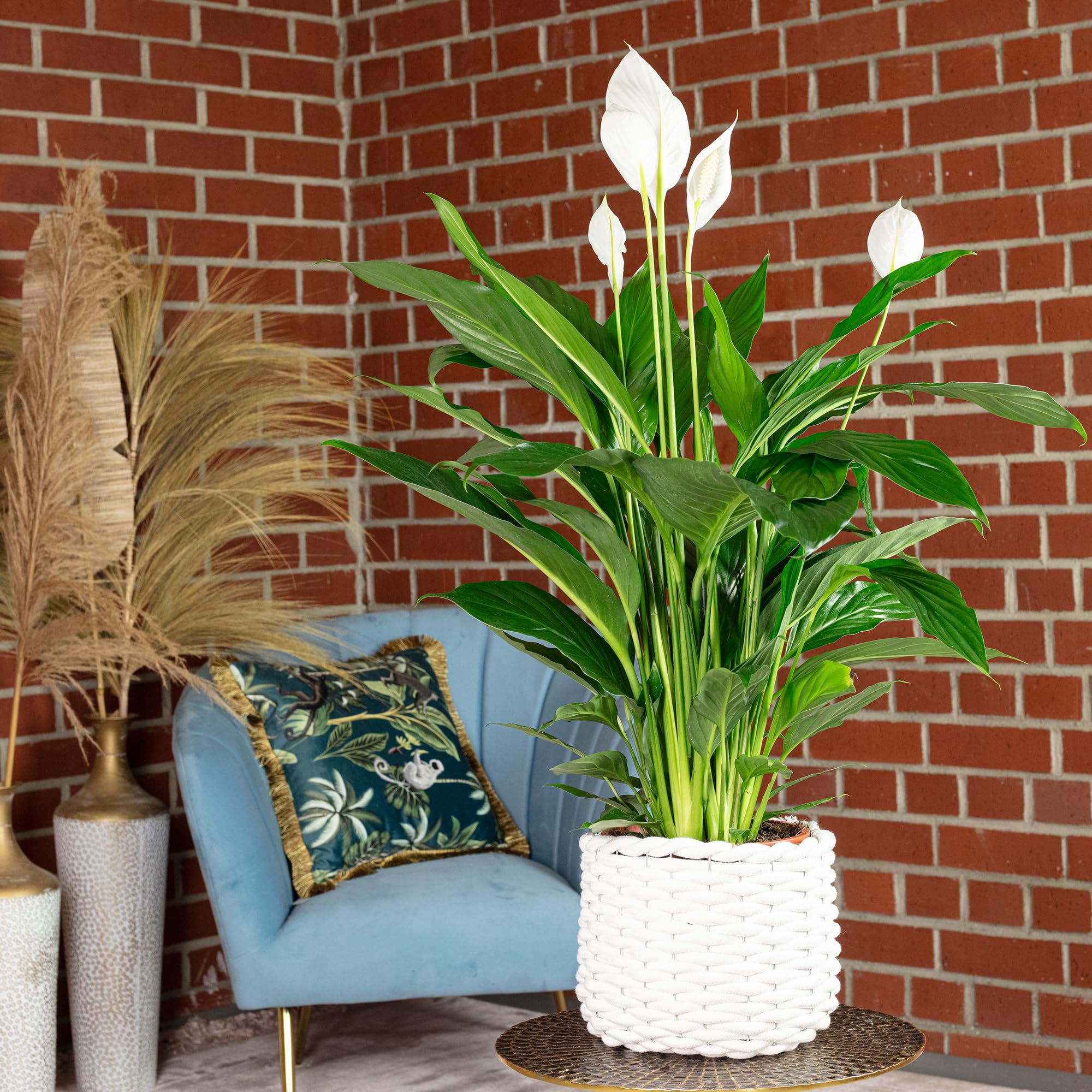 Einblatt - echte Zimmerpflanze, Spathiphyllum Lauretta - Höhe ca. 90 cm, Topf-Ø 19 cm