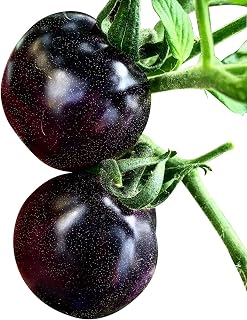 Indigo Rose Tomato - 20 Seeds - The Darkest Tomato in the World by Hirts: Seed; Tomato