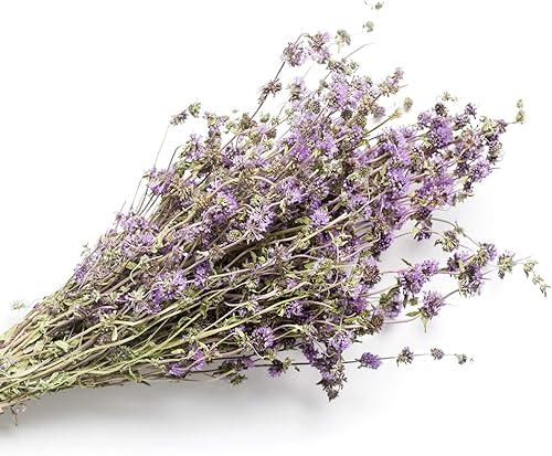 Miniatura 4 de Outsidepride 10000 semillas perenne Mentha Pulegium Pennyroyal hierba jardín semilla para plantar