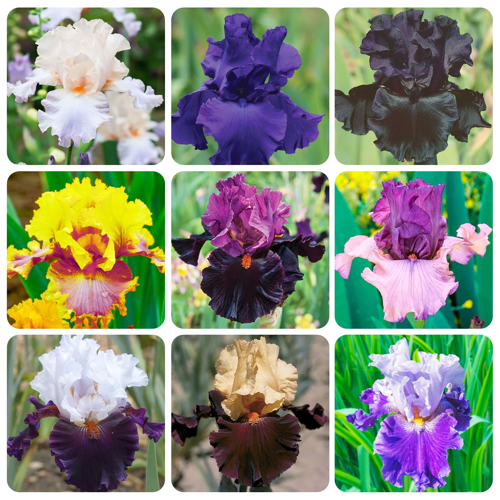 200+Mixed Rare Iris Flower Seeds to Plant Outdoor- Perennial Beautiful Blooms for Your Garden Home