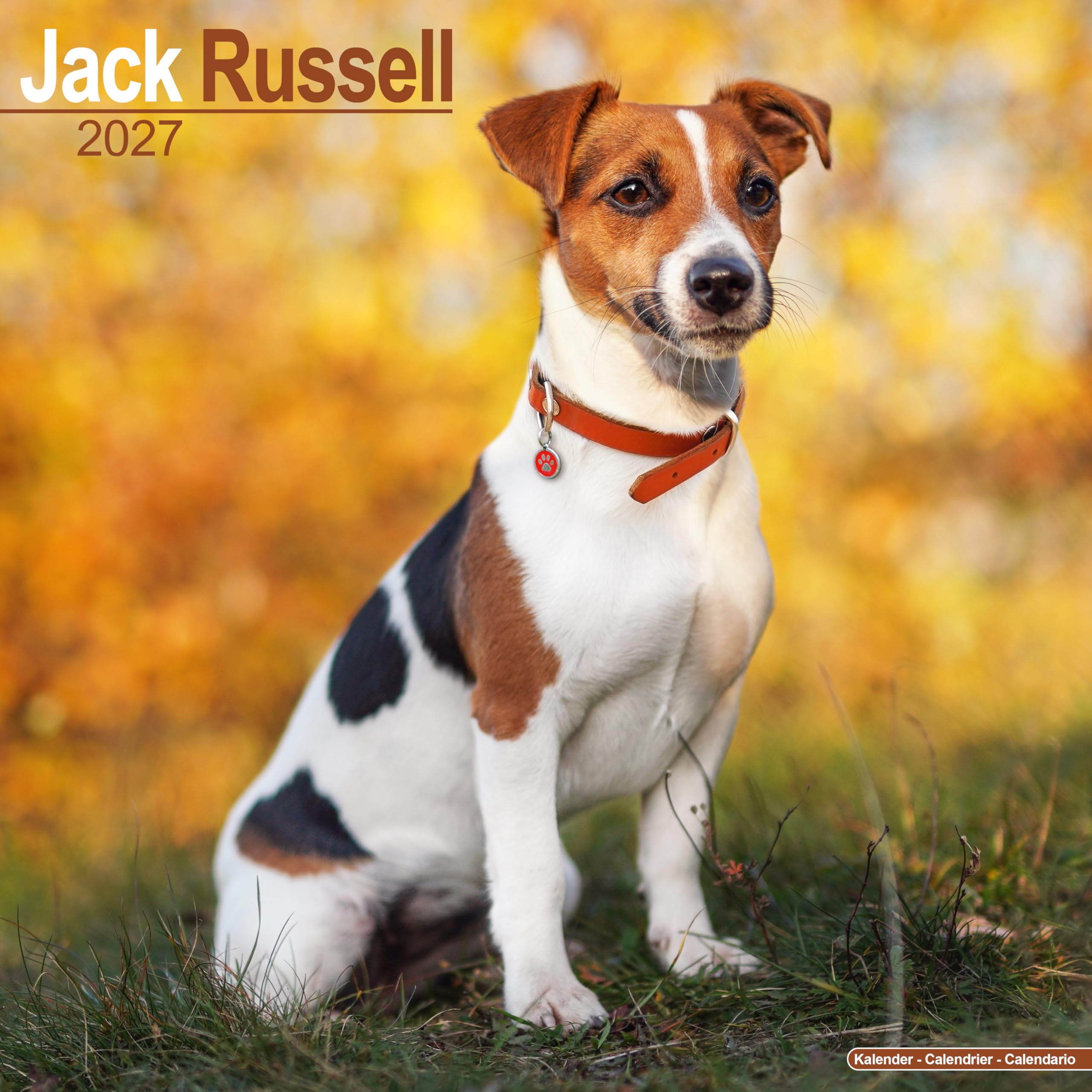 Jack Russell 2027 Calendar | Square Wall Calendar | Dog Breed Gift | Plastic Free Packaging | by Avonside Publishing