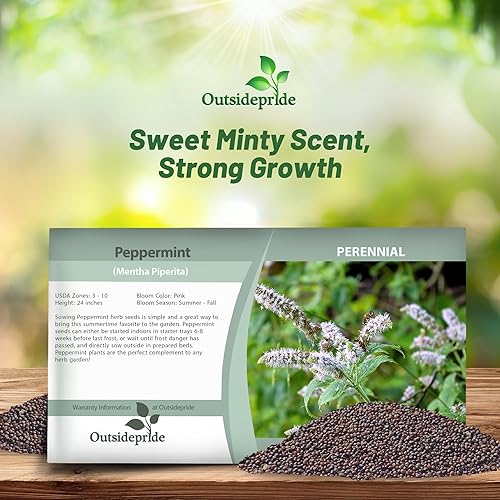 Miniatura 4 de Outsidepride Semillas de plantas de hierbas de menta - 5000 semillas
