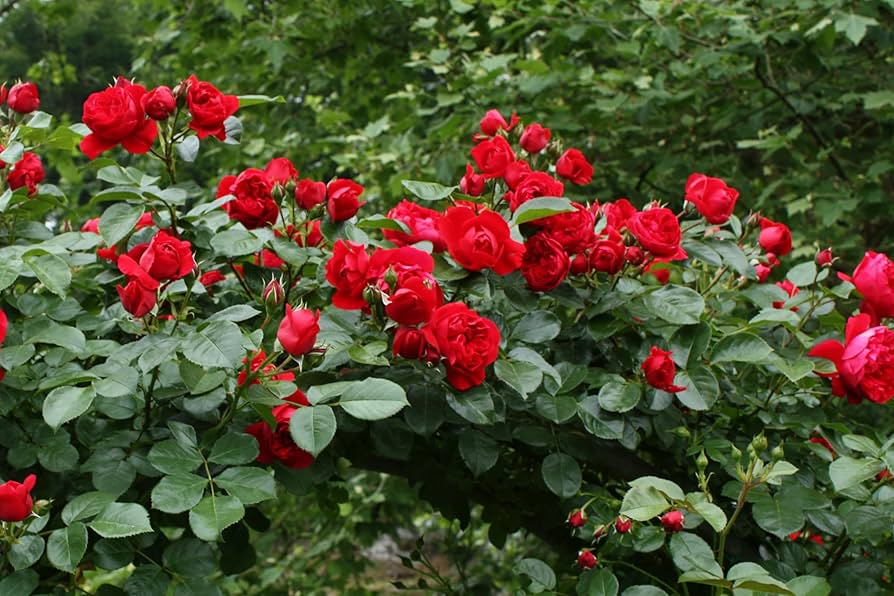 Amazon.com : Stargazer Perennials Blaze Improved Climbing