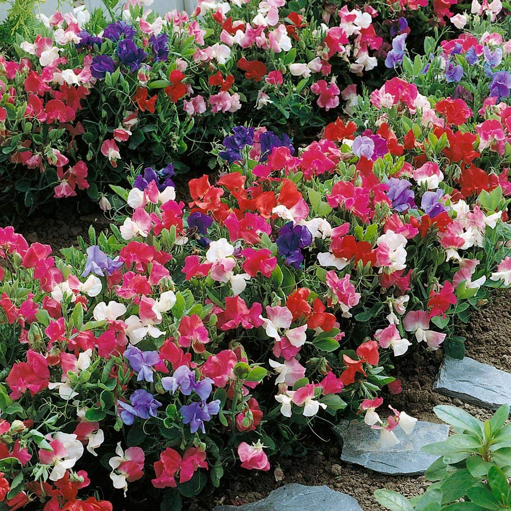 Golden Hills Farm® (AVG 50-500) seeds Sweet Peas Heady Scent Flower Seeds (B093QG28WS) Amazon Price History, Amazon Price Tracker