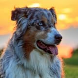 4K Dogs Wallpapers