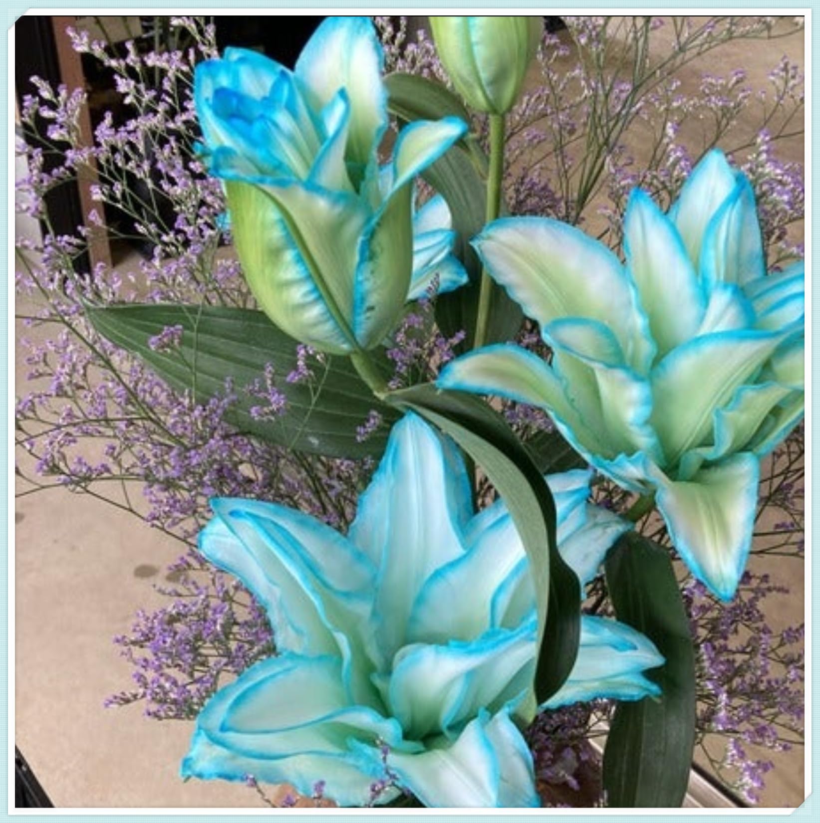 Lily Bulbs for Planting Now UK Perennial Excellent Display Plant Bulbs Greening Flower Ornamental Good for Containers Natural Organic Perennial Easy Plant-8bulbs-O